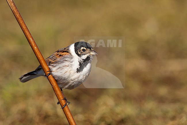 Male Common Reed Bunting (Emberiza schoeniclus) wintering in Spain. stock-image by Agami/Oscar Díez,