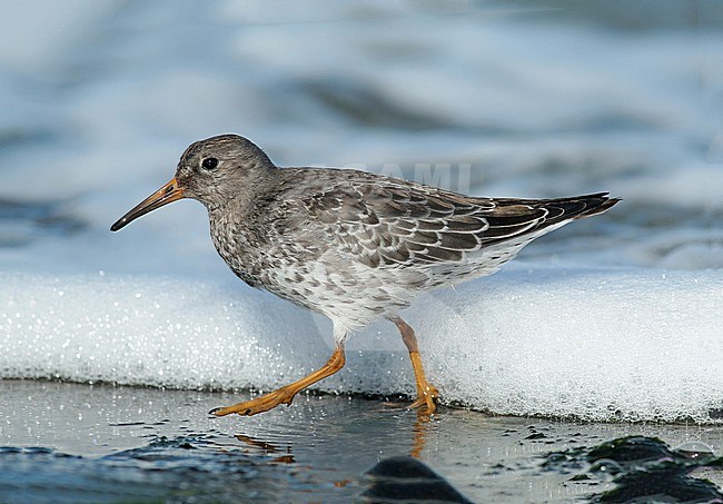 Purple Sandpiper (Calidris maritima), foraging on a basalt breakwater on a beach near Den Helder, Noord Holland. stock-image by Agami/Renate Visscher,