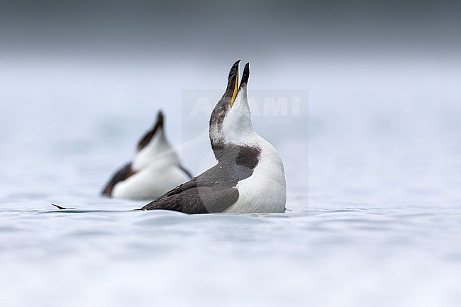 Wintering Razorbill (Alca torda) in Italy. Swimming in a harbour. stock-image by Agami/Daniele Occhiato,