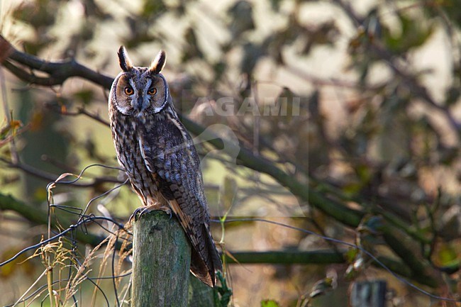 Ransuil, Long-eared Owl, Asio otus stock-image by Agami/Hugh Harrop,