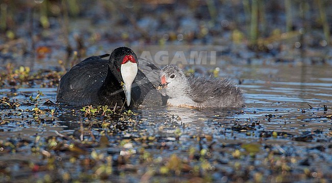 Adult Red-knobbed Coot (Fulica cristata) with chick swimming in the Dinsho wetlands in Oromia, Ethiopia. stock-image by Agami/Ian Davies,