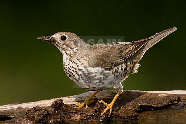 Grote Lijster staand op boomstam; Mistle Thrush perched on a log stock-image by Agami/Marc Guyt,