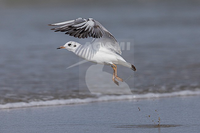 Black-headed Gull (Chroicocephalus ridibundus), side view  of a juvenile in flight, Campania, Italy stock-image by Agami/Saverio Gatto,