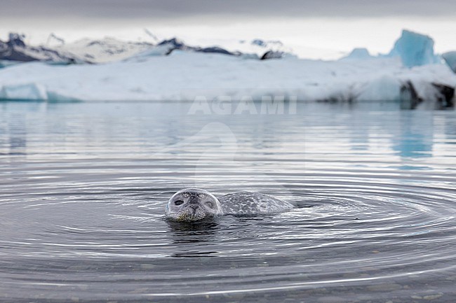 Harbour Seal (Phoca vitulina), pup in the shallow water with icebergs in the background, Southern region, Iceland stock-image by Agami/Saverio Gatto,