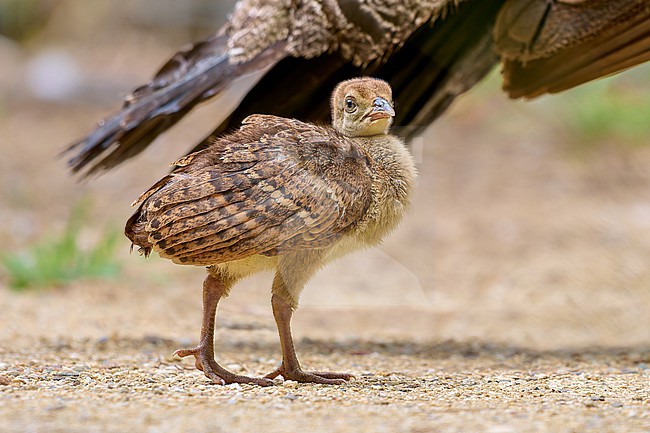 Chick of the Indian Peafowl (Pavo cristatus) stock-image by Agami/Tomas Grim,