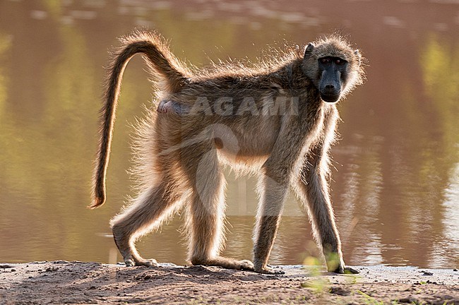 A back-lit portrait of a chacma baboon, Papio ursinus, looking at the camera as it walks by. Chobe National Park, Botswana. stock-image by Agami/Sergio Pitamitz,