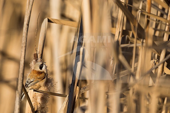 Eurasian Penduline Tit - Beutelmeise - Remiz pendulinus ssp. pendulinus, France (Alsace), male, wintering bird stock-image by Agami/Ralph Martin,