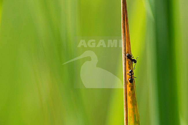 Mieren en bladluizen, Ants and aphids stock-image by Agami/Rob de Jong,