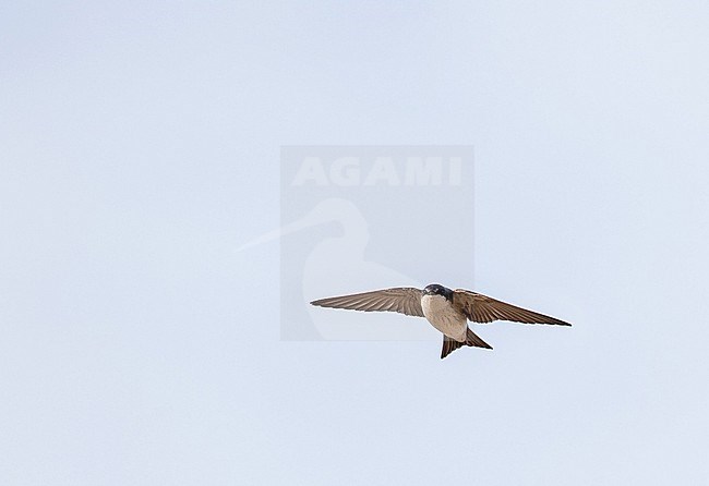 Tumbes Swallow (Tachycineta stolzmanni) in northern Peru. stock-image by Agami/Pete Morris,