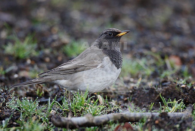 Adult male Black-throated Thrush (Turdus atrogularis) wintering in Whipsnade, Bedfordshire, in England. Standing on the ground. stock-image by Agami/Steve Gantlett,