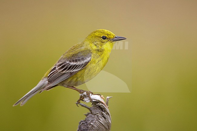 Adult male Pine Warbler, Setophaga pinus
Osceola Co., Florida, USA. stock-image by Agami/Brian E Small,