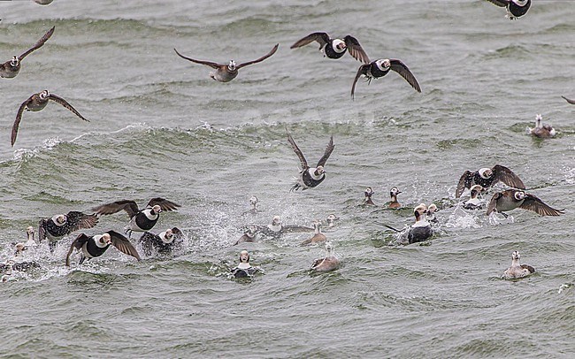 Large flock of Long-tailed Duck (Clangula hyemalis), male and female, winter plumage, swimming and flying on the sea. stock-image by Agami/Lennart Verheuvel,