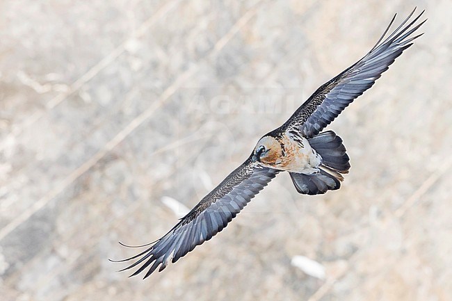 Adult Bearded Vulture (Gypaetus barbatus barbatus), in flight over snow-covered Alps in Switzerland. Also known as Lammergeier. stock-image by Agami/Ralph Martin,