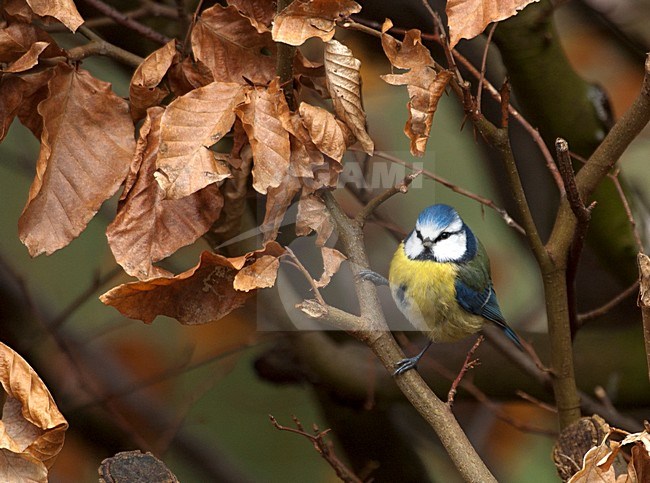 Pimpelmees, European Blue Tit stock-image by Agami/Roy de Haas,