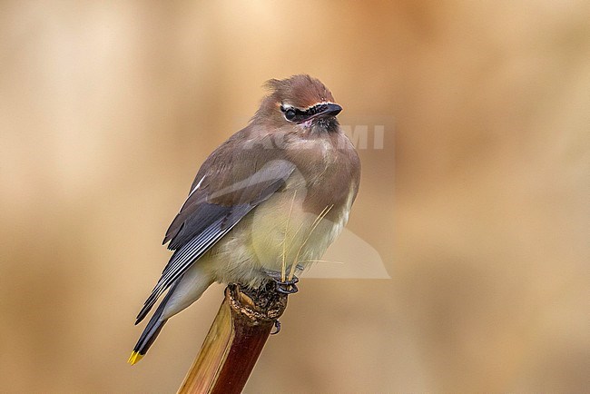 2nd Cedar Waxwing for Corvo & Azores. This bird was easy to see at close view unlike the one in October 2010. stock-image by Agami/Vincent Legrand,