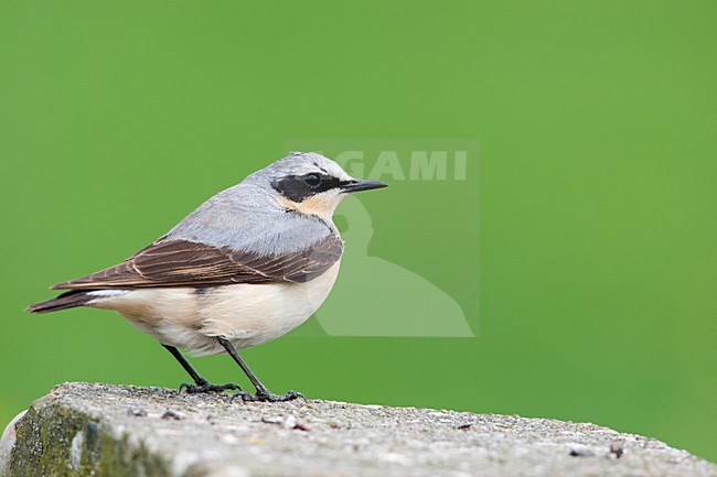 Mannetje Tapuit, Male Northern Wheatear stock-image by Agami/Wil Leurs,