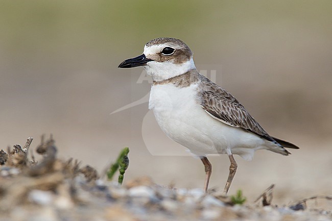 Adult female breeding 
Galveston Co., TX, 
April 2010 stock-image by Agami/Brian E Small,