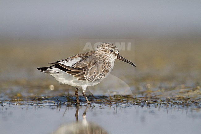 Broad-billed Sandpiper - SumpflÃ¤ufer - Limicola falcinellus, Oman, 2nd cy stock-image by Agami/Ralph Martin,