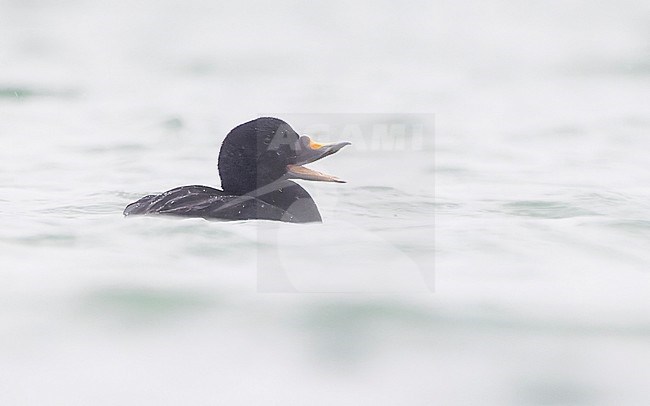 This male Common Scoter (Melanitta nigra) had just eaten a crab and opened its beak a couple of time afterwards. stock-image by Agami/Lennart Verheuvel,