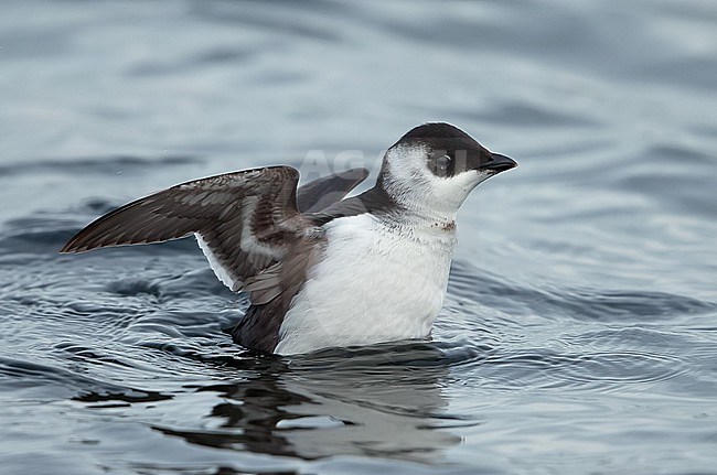 Little Auk (Alle alle) wintering in the Netherlands. Swimming at the Veerse Dam along the North Sea coast, stock-image by Agami/Kris de Rouck,