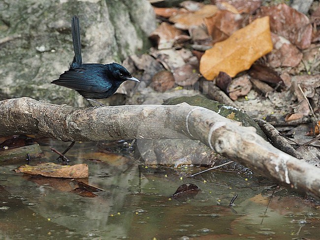 Male Shining Flycatcher (Myiagra alecto) in the Banda Sea, Indonesia. stock-image by Agami/James Eaton,