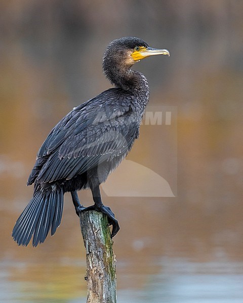 Great Cormorant (Phalacrocorax carbo ssp. sinensis) perched on a pole stock-image by Agami/Daniele Occhiato,