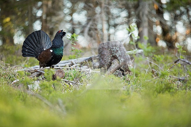 Adult male Western Capercaillie (Tetrao urogallus ssp. crassirostris) in forest in Germany (Baden-Württemberg). stock-image by Agami/Ralph Martin,