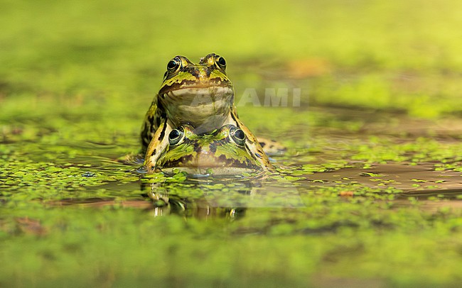 Green frog unknown, (Pelophylax spec.), one on top of another frog stock-image by Agami/Lennart Verheuvel,