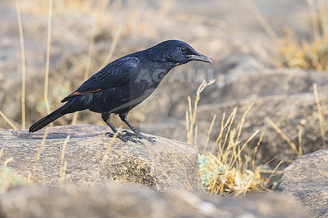 Tristram's Starling, Onychognathus tristramii, perched on a rock. stock-image by Agami/Sylvain Reyt,