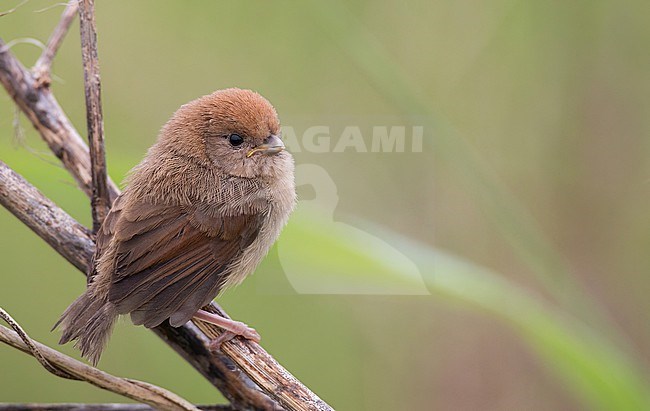 Juvenile Vinous-throated Parrotbill, Suthora webbiana, perched on a branch in China. stock-image by Agami/Ian Davies,