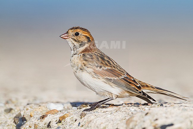 Lapland Longspur - Spornammer - Calcarius lapponicus ssp. lapponicus, Germany stock-image by Agami/Ralph Martin,