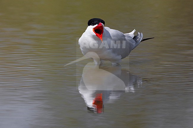 Volwassen Reuzenstern in zomerkleed; Adult summer Caspian Tern stock-image by Agami/Daniele Occhiato,