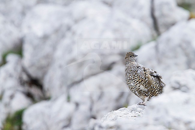 Rock Ptarmigan - Alpenschneehuhn - Lagopus muta ssp. helvetica, Germany, adult female stock-image by Agami/Ralph Martin,