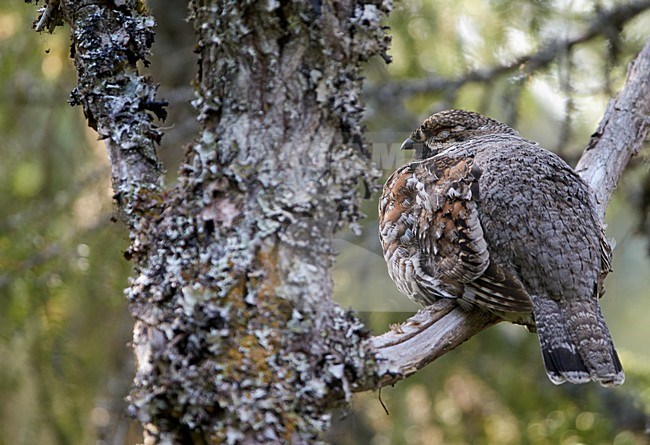 Hazelhoen mannetje zittend op tak; Hazel Grouse male perched on branch stock-image by Agami/Markus Varesvuo,