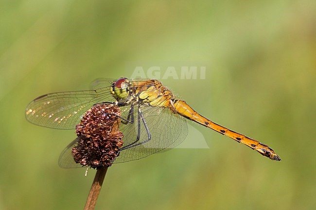 Vers mannetje Kempense heidelibel, Immature male Sympetrum depressiusculum stock-image by Agami/Wil Leurs,