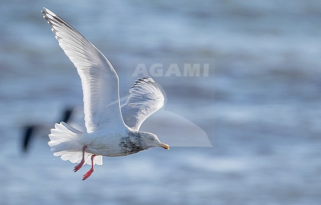 Adult winter plumaged Thayer's Gull (Larus thayeri) in flight over the coastal Atlantic ocean off Massachusetts in the United States. stock-image by Agami/Ian Davies,
