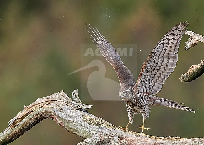 Sparrow Hawk juv. (Accipiter nisus) Norway October 2019 stock-image by Agami/Markus Varesvuo,