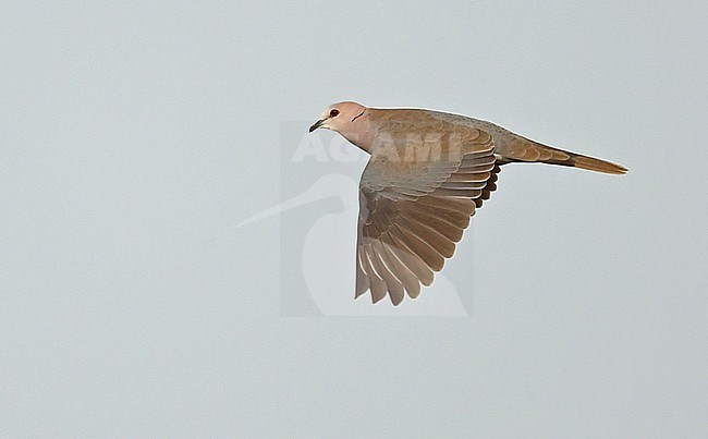 Red-eyed Dove (Streptopelia semitorquata) is a common African species but has a relict population on the Arabian Peninsula. stock-image by Agami/Eduard Sangster,
