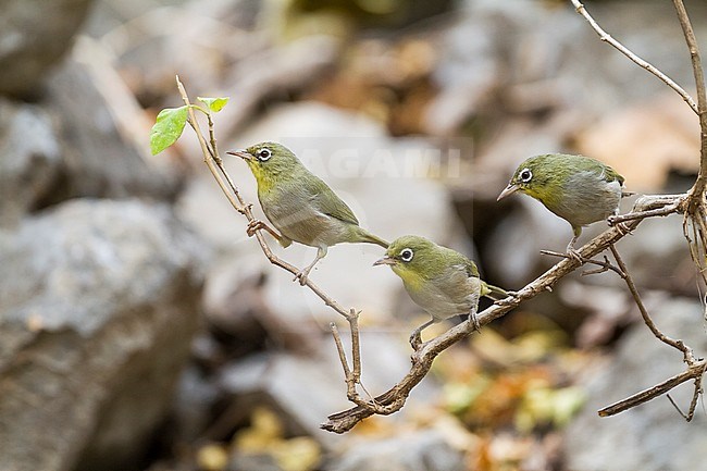 Abyssinian Whiteeye - Somalibrillenvogel - Zosterops abyssinica, Oman, attacking a Puff adder stock-image by Agami/Ralph Martin,