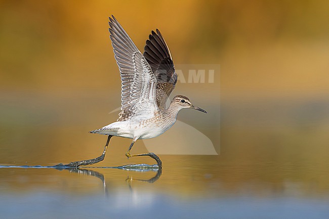 Wood Sandpiper, Tringa glareola in Italy. stock-image by Agami/Daniele Occhiato,