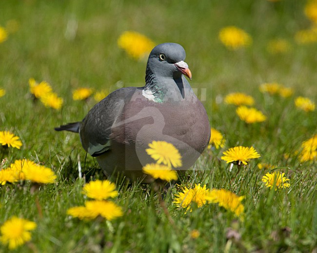 Houtduif tussen paardenbloemen, Common Wood Pigeon and yellow flowers stock-image by Agami/Wil Leurs,