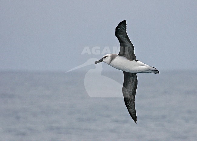 Immature Grey-headed Albatross (Thalassarche chrysostoma) in flight stock-image by Agami/Pete Morris,