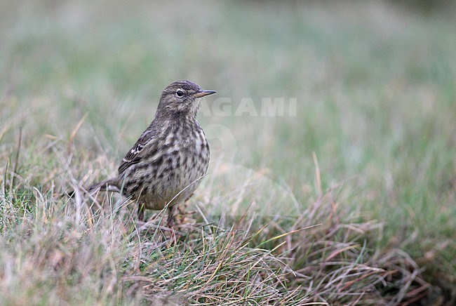 Rock Pipit, Anthus petrosus littoralis, at Mandø, Denmark stock-image by Agami/Helge Sorensen,