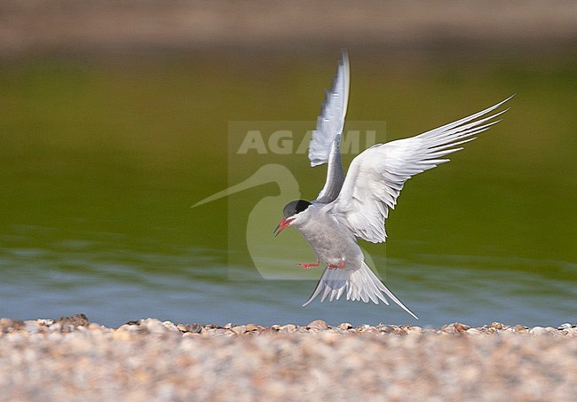 Adult Common Tern (Sterna hirundo) on the Wadden island Texel in the Netherlands. Landing inthe colony. stock-image by Agami/Marc Guyt,