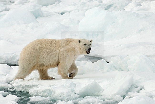 Volwassen IJsbeer op pakijs, Polar Bear adult at pack ice stock-image by Agami/Roy de Haas,