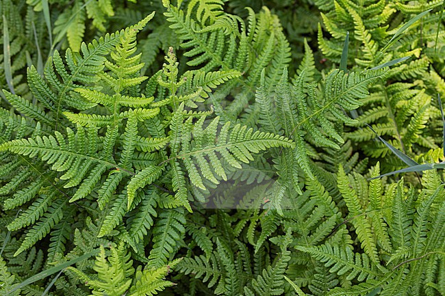 Beech Fern, Phegopteris connectilis stock-image by Agami/Wil Leurs,