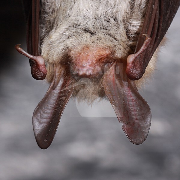 Bechsteins Vleermuis, Bechstein's Bat stock-image by Agami/Theo Douma,