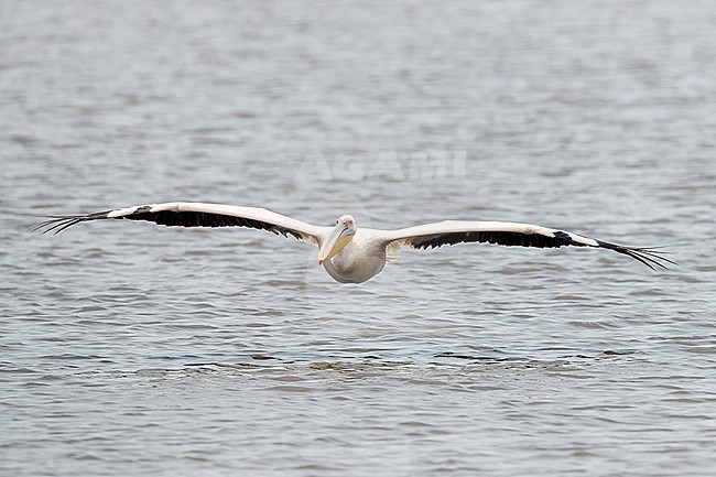 Great White Pelican (Pelecanus onocrotalus) in flight over the water at Lake Naivasha. stock-image by Agami/David Monticelli,