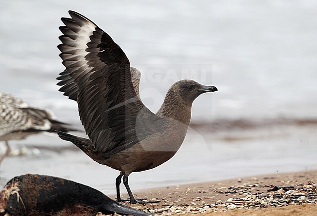 First-winter dark phase Great Skua (Stercorarius skua) standing on the beach with both wings raised at Lagoset, Halland, Sweden. stock-image by Agami/Helge Sorensen,