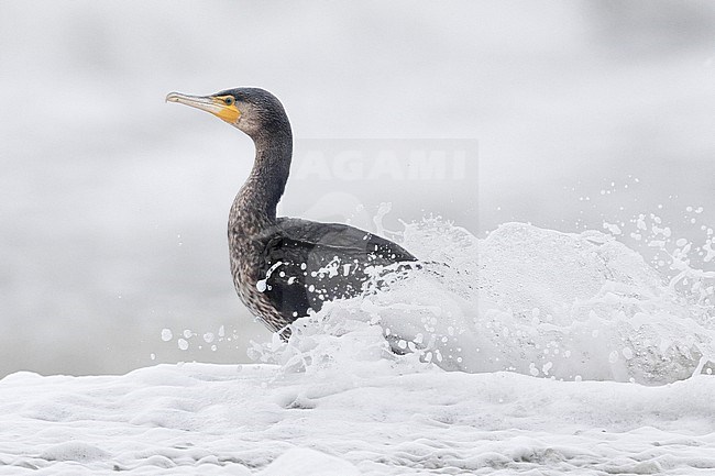 Continental Great Cormorant (Phalacrocorax carbo sinensis), side view of a juvenile emerging from a wave, Campania, Italy stock-image by Agami/Saverio Gatto,